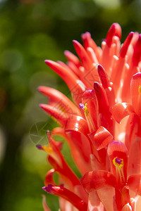 Bromeliads花朵科学名称AechmeaFasciata的紧贴图片