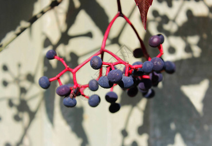 Parthenocissusquinquefolia的深蓝色浆果弗吉尼亚爬山虎维多利亚爬山虎五叶常春藤图片