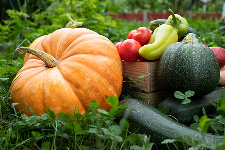 秋季新鲜蔬菜作物黄瓜土豆番茄和其图片