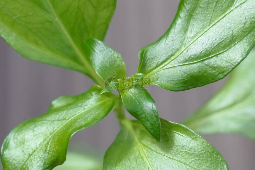 植物的叶子Rungia图片