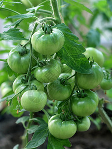 菜园里成熟的绿色西红柿图片