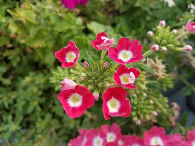 小红和粉红色花朵开花图片