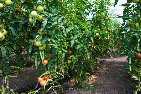 农场种植西红柿在温室图片