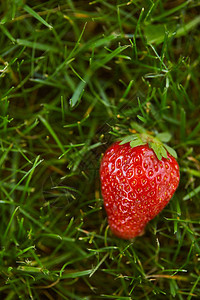 绿草上新鲜红草莓的特写图片