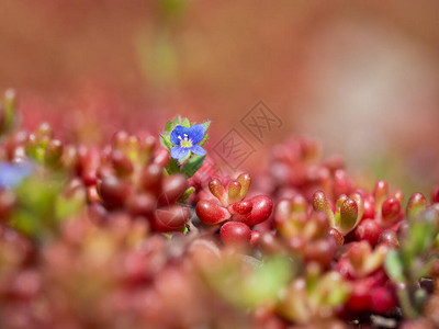 塞杜姆专辑白石块作物花原植物和维罗尼图片