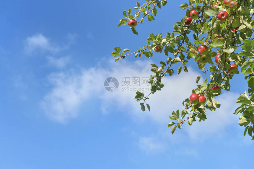 苹果树枝的树枝在蓝天背景图片