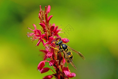 黄蜂的宏观在persicaria花的朵上图片