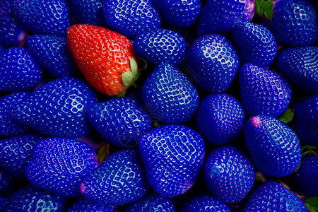 转基因食品GMO蓝色草莓许多蓝色草莓并排堆叠图片