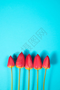 蓝色背景上孤立的五朵红色郁金香行图片