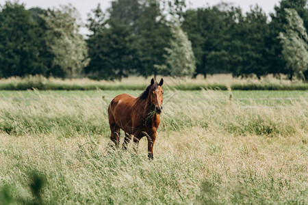 一匹马在长草丛中的肖像图片