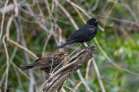 雄和雌红翅黑鹂Agelaiusphoen图片