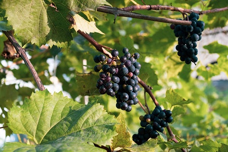 葡萄种植园上的红葡萄串图片
