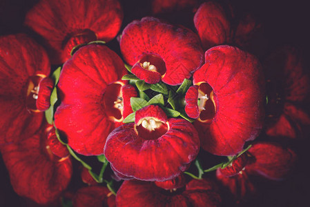 一束红花一束鲜花胡安条纹花的图片