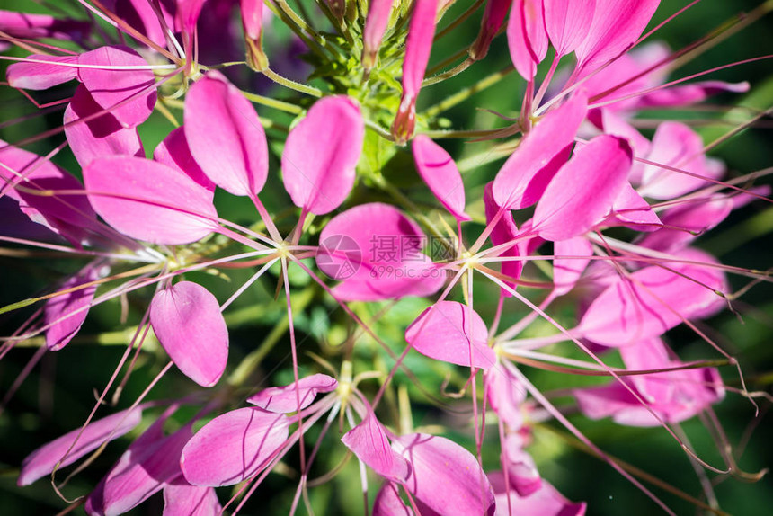 粉色和紫色花朵背景自然鲜花图片