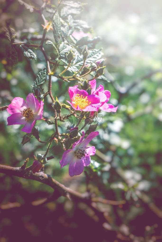 背景自然花园林花卉粉红玫瑰图片