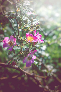 背景自然花园林花卉粉红玫瑰图片