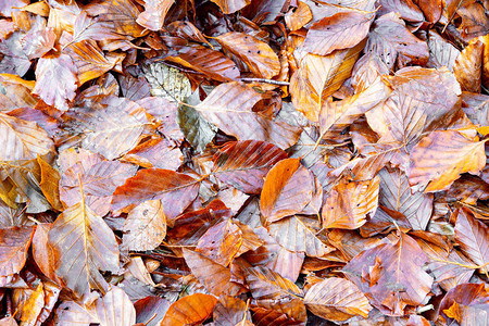 冬天森林里的落叶图片