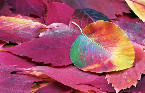 秋天的落叶秋天的背景明亮的多彩姿的秋叶图片