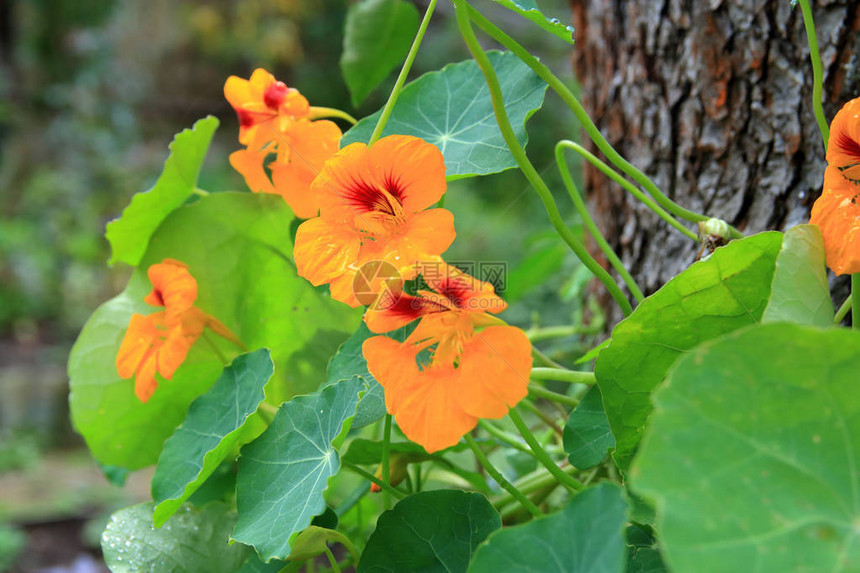 在照片中卷曲的金莲花明亮的橙色花朵图片