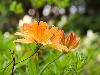 Rhododendendron灌木的橙花朵阿扎莉亚高清图片