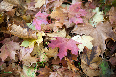 叶子和秋天颜色的印象图片