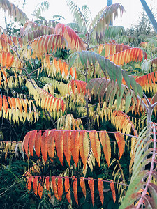 美丽的鹿角漆树五颜六色的树在秋天的树林里鼠伤寒晨间森林树上的红黄绿五图片