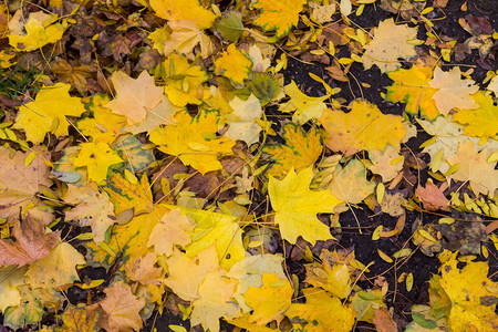 秋天五颜六色的叶子的背景图片