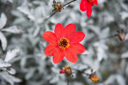 明亮的红色Dahlia花朵图片