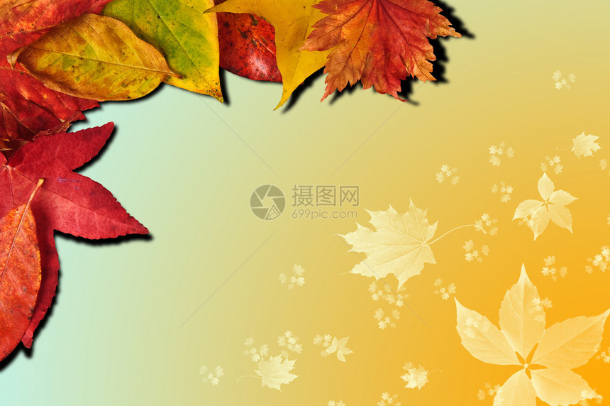 五颜六色的秋天树叶在渐变背景图片
