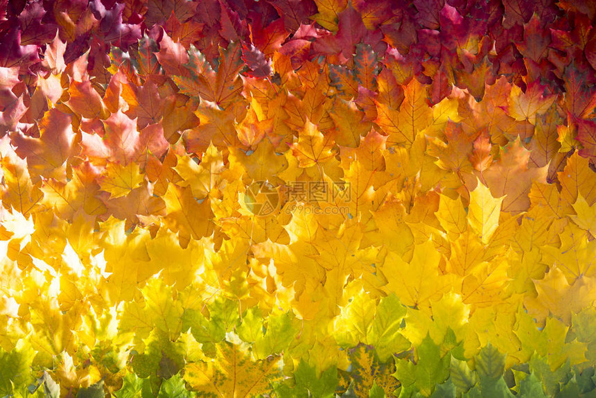 红秋和橙色秋叶背景门外秋季落图片