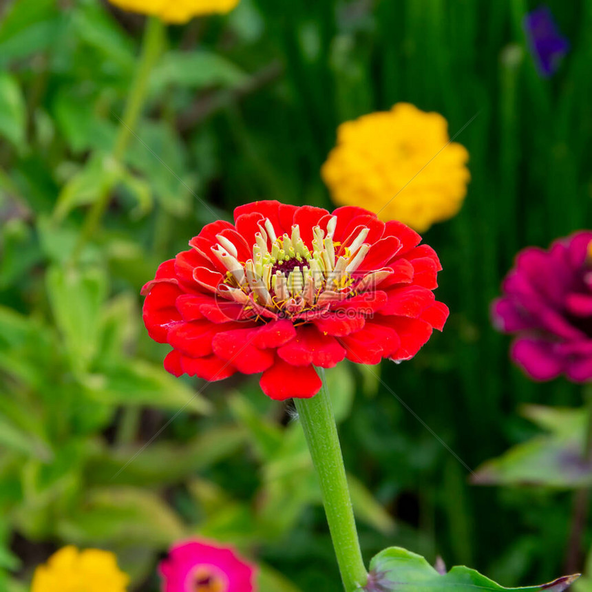 花园里花坛上的万寿菊花园图片