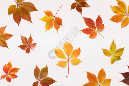 活壁纸概念色彩多的葡萄树叶随机落在图片