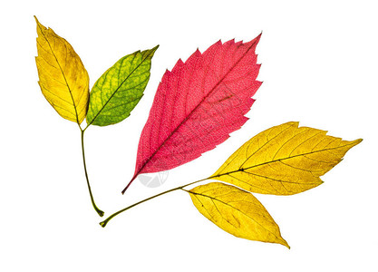 美丽多彩的黄红和绿秋叶在白色背景图片
