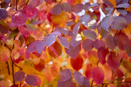 秋叶是红黄绿的美丽的秋色背背景图片