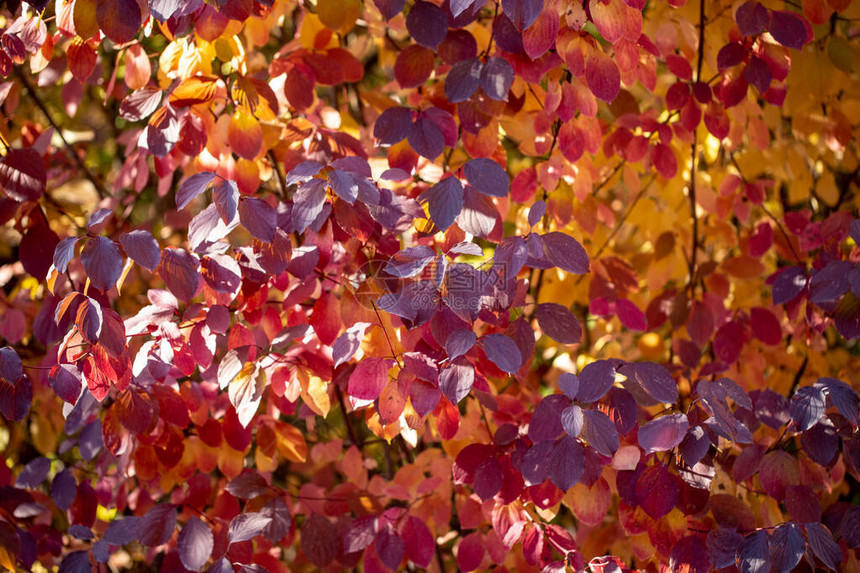 秋叶是红黄绿的美丽的秋色背图片