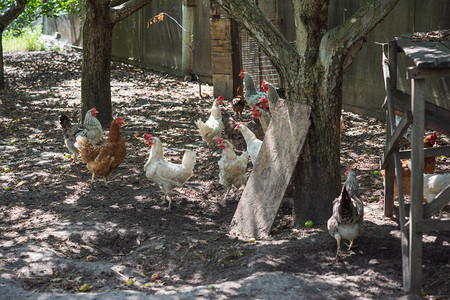 乡村农场的红白鸡图片