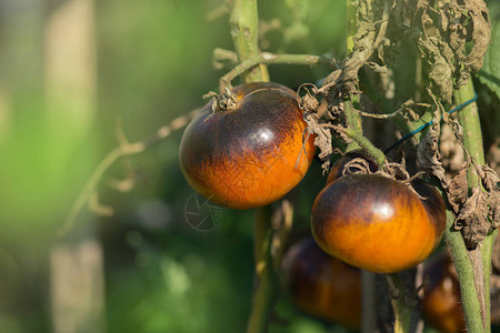 新鲜成熟的美味西红柿一堆新鲜的棕色和黄色西红柿花园里的许多番茄夏图片