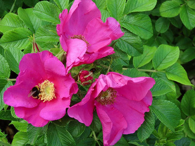 野生大黄蜂为海滩玫瑰的粉红色花授粉蔷薇蜜蜂有模糊的黑图片