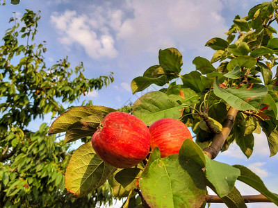 苹果园的树枝上挂着苹果苹果树成熟的青苹果在树图片