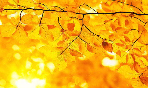 秋叶和太阳光束图片