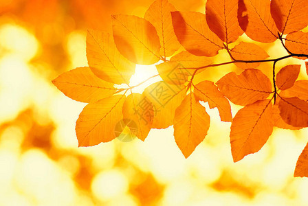 秋叶在阳光下秋天模糊的背景图片