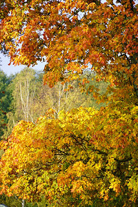 秋天的树木被各种颜色所吟诵图片