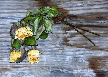 挂在木墙上的玫瑰干花图片