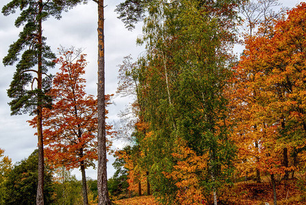 秋天的树木被各种颜色所吟诵高清图片