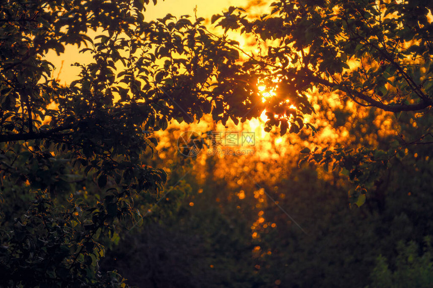 夏季绿色果园背景下的景色日落图片