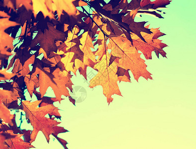 秋叶在阳光下秋天模糊的背景图片