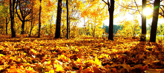 公园里阳光下的秋树图片