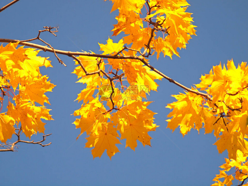 秋天美丽的树叶映衬着天空枫俄罗斯秋季自然俄罗斯乌拉尔图片
