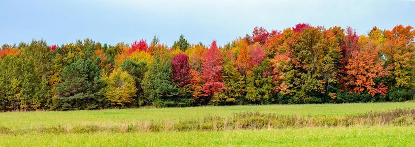 九月五颜六色的秋天树木图片