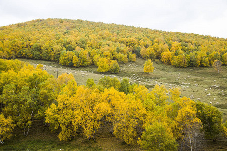 秋天山坡上的树木图片